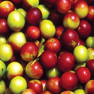 Came Camu Extract